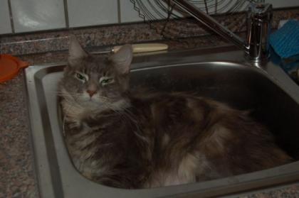 Wegen Zuchtaufgabe wunderschöne Maine Coon Dame