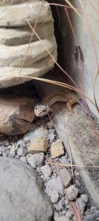Terrarium mit Leopardengeckos
