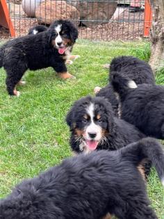 Berner Sennenhund Welpen suchen noch ein Zuhause