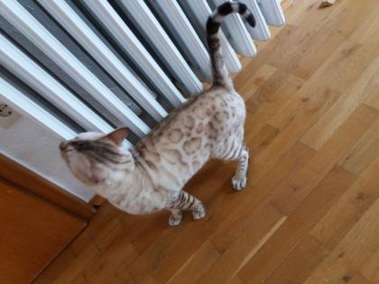 Edler Bengal Kater zur Zucht in Snow Lynx