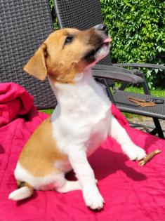 3 reinrassige Jack Russell Rüden