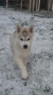 Reinrassige Sibirien Husky