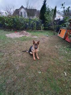 Deutsche schäferhund Welpe