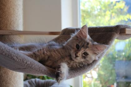 Maine Coon Kitten black silver torbie und red silver sehr hell mit Stammbaum
