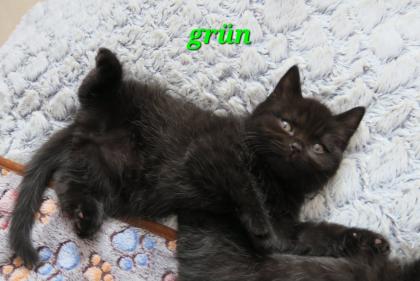 Reinrassige Britisch Kurzhaar BKH Kitten, Vater mit Stammbaum