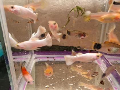 Platinum Snow Full White Guppy Schneeweiß Weiß