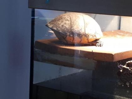 Verkaufe Rotwangenklappschildkröte mit Becken und viel Zubehör