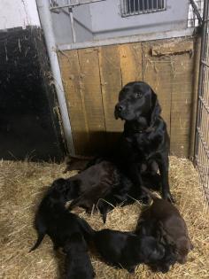 Labrador x Golden Retriever Welpen zu verkaufen