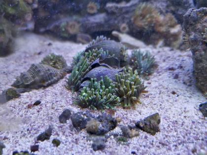 Salzwasseraquarium Auflösung