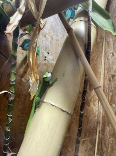 Madagaskar Taggecko abzugeben