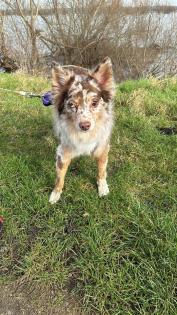 Australian Shepherd rüde reinrassig