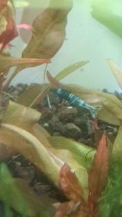Caridina Deep Blue Bolt low-mid Süßwasser Garnelen