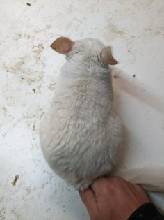 Langschwanz Chinchillas