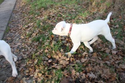 American Bulldog Welpen suchen Traumschloss