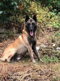 MALINOIS starke Welpen in liebevolle Hände abzugeben