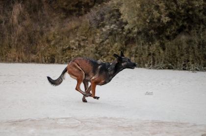Malinois Welpen mit Ahnentafel