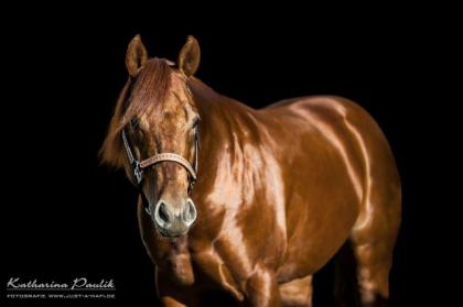 Deckhengst - Quarter Horse Reining