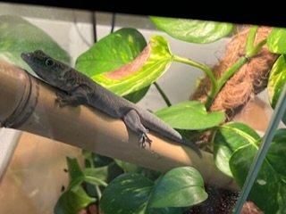 Phelsuma Standingii Taggecko Nachzucht