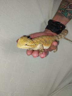 Bartagame 4 Monate alt zu liebevolles Zuhause