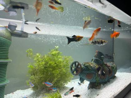 Aquarium mit Fische und Zubehör