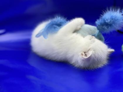 BKH Kitten mit Stammbaum