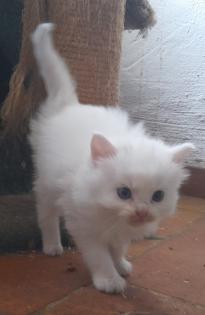 Maincoon Mix Kitten Katze Kater Perser