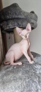 Sphynx- Katzenbaby