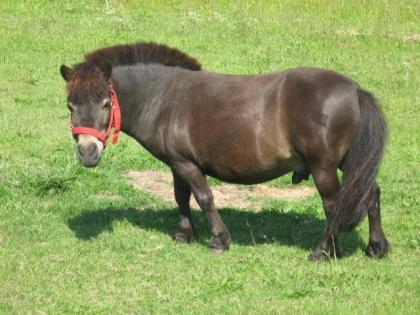 Mini Shettywallach 7 Jahre 0, 89m 350 VHB