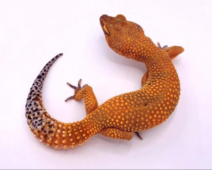 Leopardgecko Manderine Tangerine Weibchen von 2021
