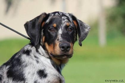 Beauceron FCI Welpen