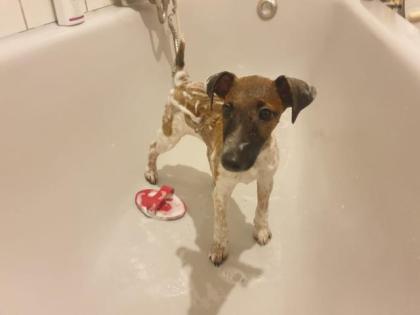 Foxterrier welpe