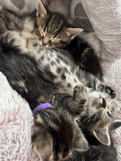Ragdoll Hauskatze Mix Kitten