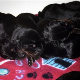 Reinrassige Dobermann Welpen