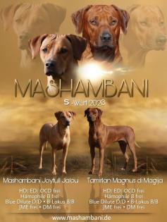 Rhodesian Ridgeback Welpen Mai 2023 vom Züchter