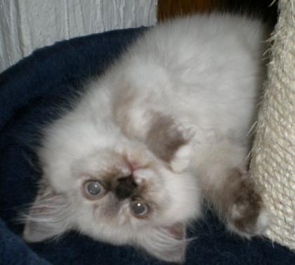 Nur noch 1 reinerbiges Selkirk Rex glatthaar Mädchen