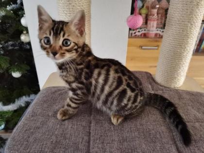 Bengal Kitten Männchen