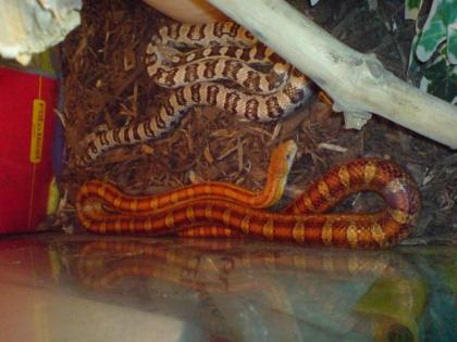 Verkaufe Kornnatterweibchen von 07 sunkissed