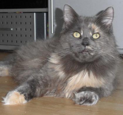 Typvolle Maine Coon Kastraten Katzen aus Düsseldorf