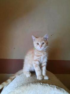 Süße BKH/ Maincoon Kitten suchen Dosenöffner