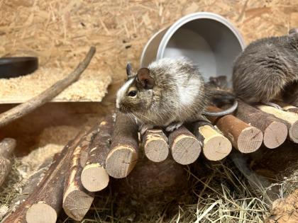 Degu männlich gescheckt