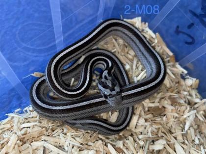 Kornnattern Nachzuchten 2022 - Anery Tessera Motley-x-Striped Sunkissed