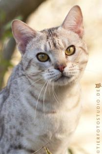 Verschmuster junger Ocicat Kater sucht ein neues Zuhause
