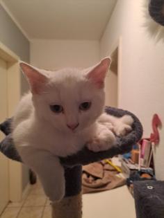 Katzenbabys, Norweger-Bkh Mix