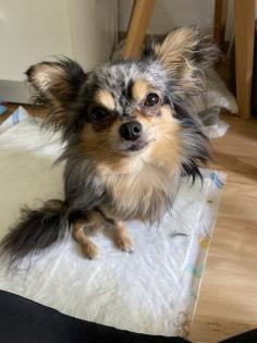 Chihuahua in Langhaar