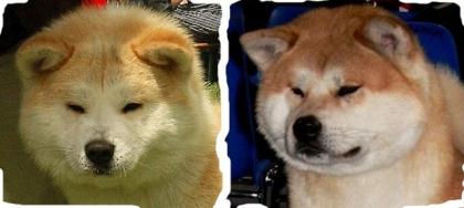AKITA INU - Ankündigung der Würfe