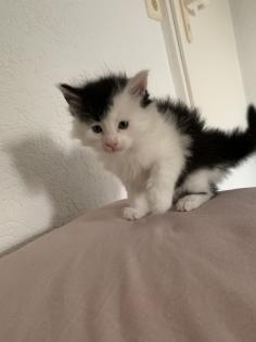 Main Coon Babykatzen männlich, weiblich