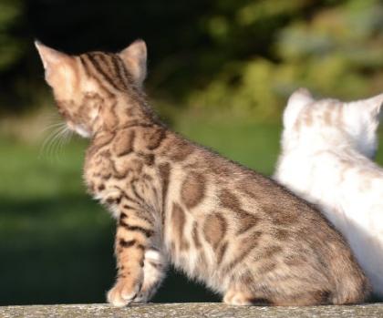 Bengalkitten Abgabe ab sofort