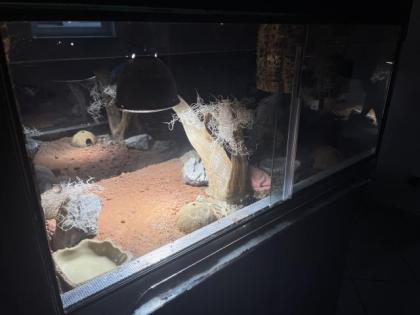 Leopardgeckos Terarrium