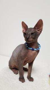 Sphynx-Kitten, Don-Sphynx noch zu haben 13 Wochen alt