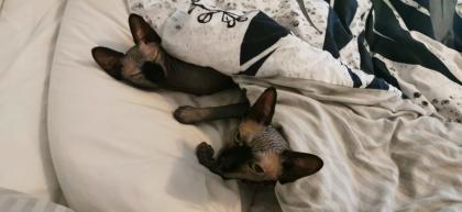 Canadian Sphynx Katzen und Kater